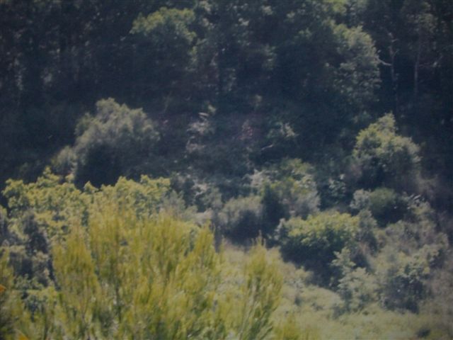 Immagine 2 di TORRACA - Terreno con rudere