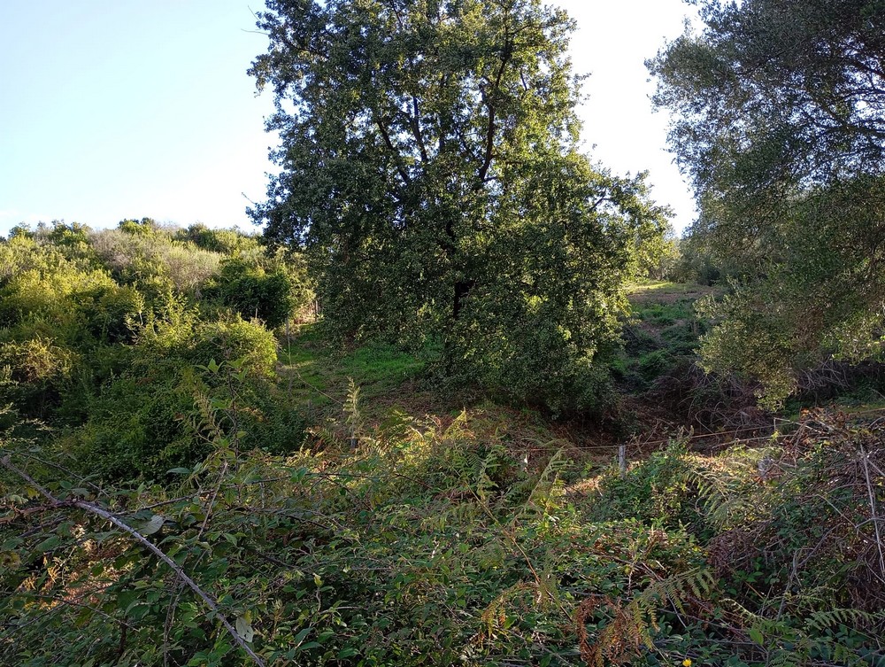 Immagine 4 di SAPRI - Terreno