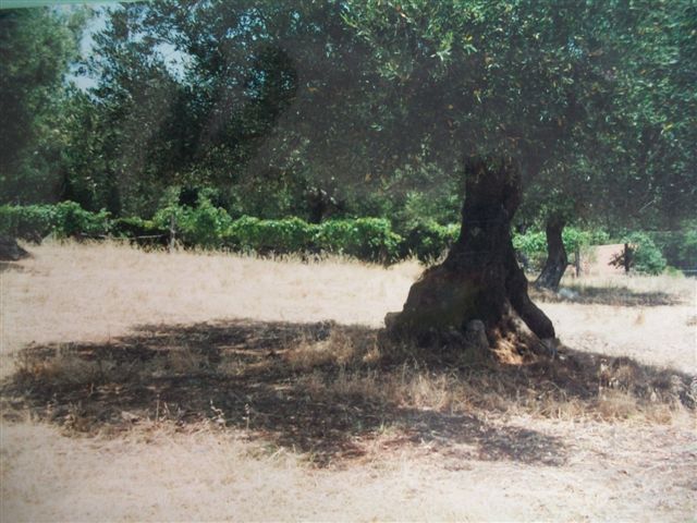 Immagine 21 di MARINA DI CAMEROTA - Rudere
